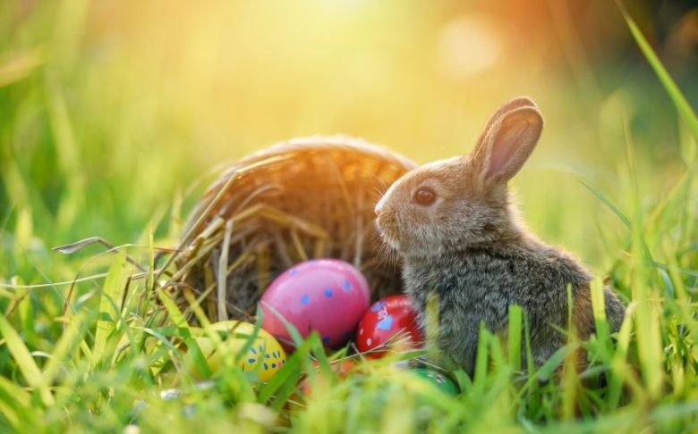 Happy Easter Wishes from the WIRE Team!